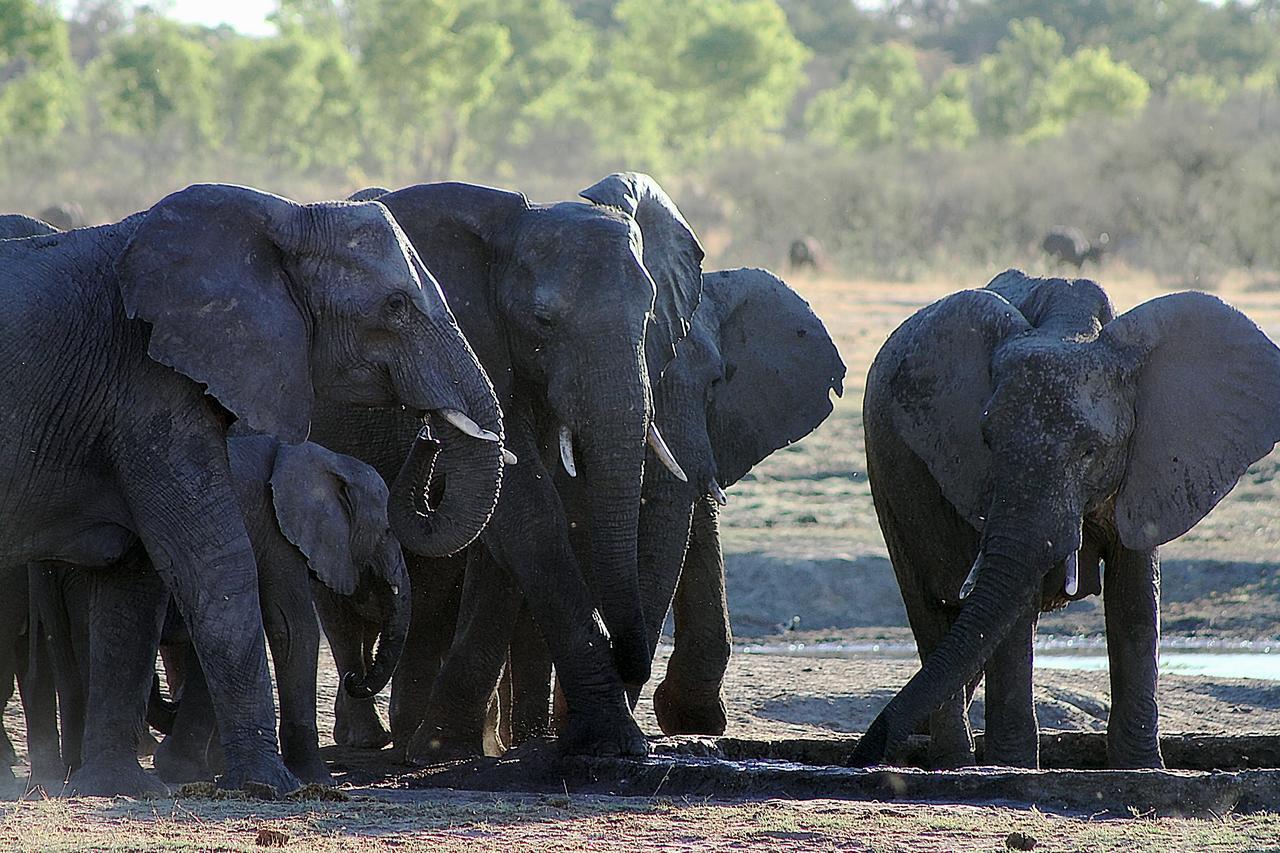 Gwango Elephant Lodge Dete 외부 사진